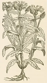 Bachelor: Centaurea Montana, Bachelor's Button