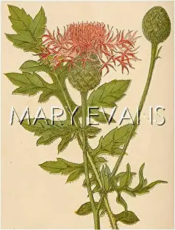 Knapweed: CENTAUREA SCABIOSA