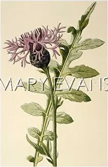 Knapweed: CENTAUREA SCABIOSA