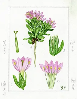 Stamens: Centaurium capitatum - centaury