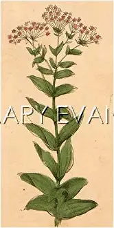 Centaury: CENTAURIUM ERYTHRAEA