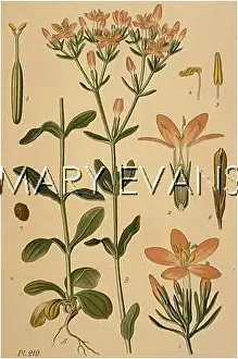Centaurium: CENTAURIUM ERYTHRAEA
