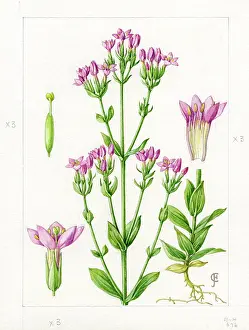 Bentham: Centaurium erythraea - common centaury