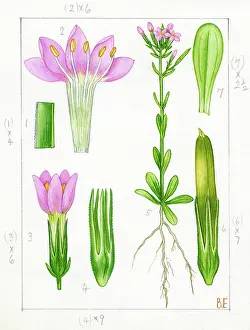 Faint: Centaurium littorale - seaside centaury