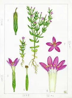 Strudwick: Centaurium pulchellum - lesser centaury