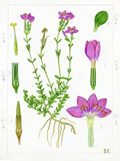Sterile: Centaurium scilloides - perennial centaury