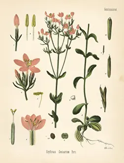 Centaury: Centaury, Centaurium erythraea