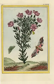 Dafrique: Centaury, Centaurium erythraea with eyed sphinx