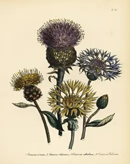 Humphreys: Centaury species