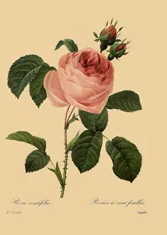 Centifolia: Centifolia Rose
