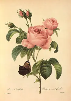 Centifolia: Centifolia Rose