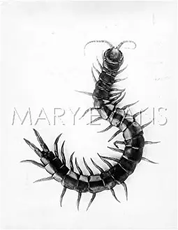 Scolopendra: A CENTIPEDE