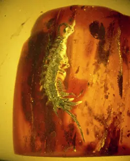 Chilopoda: Centipede in Baltic amber
