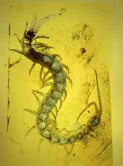 Chilopoda: Centipede in Baltic amber