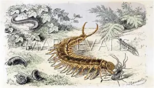 Scolopendra: CENTIPEDE AT LUNCH
