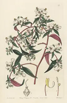 John Lindley: Centradenia inaequilateralis