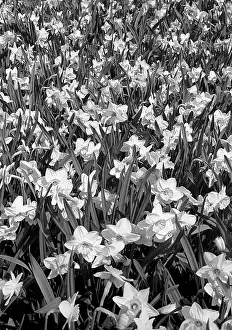 Narcissi: Central Botanical Garden of Russian Academy of