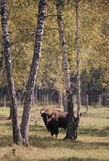 Bison: At Central Farm for European Bisons