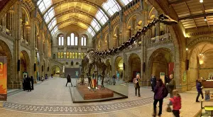 Sauropoda: Central Hall