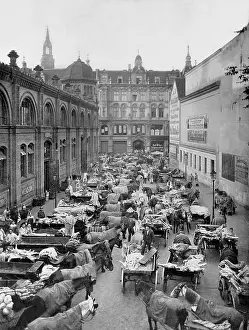 Butchers: The Central Market Hall in Berlin, 1907