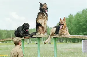 1000: Central Military School where working dogs are trained, 1994