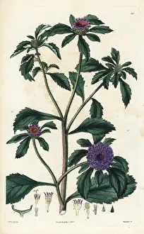 Intermedia: Centratherum punctatum