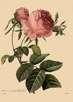 Centifolia: Centrifolia Rose
