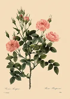Centifolia: Centrifolia Rose