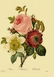 Anemones: Centrifolia Rose, Double Anemone and Double Clematis