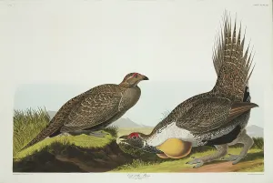Sage: Centrocercus urophasianus, greater sage grouse