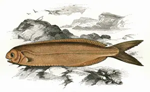 Britannicus: Centrolophus Britannicus, or Cornish Centrolophus