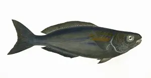 The Sharp Illustration Collection: Centrolophus pompilus, or Blackfish