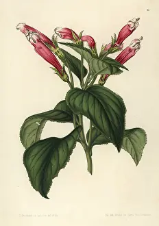 Stroobant: Centropogon coccineus
