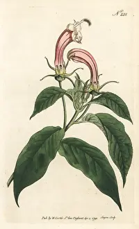 Cornutus: Centropogon cornutus