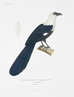 Cuculiformes: Centropus ateralbus, pied coucal