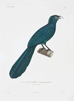 Cuculiformes: Centropus menbeki, greater black coucal