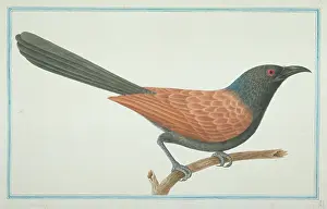 Sinensis: Centropus sinensis, greater coucal