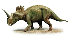 Apertus: Centrosaurus apertus, a prehistoric era dinosaur