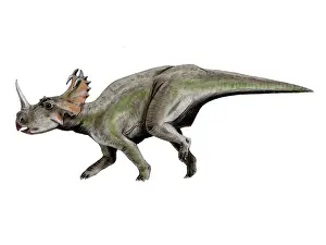 Apertus: Centrosaurus dinosaur