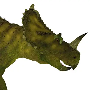 Close Up: Centrosaurus dinosaur head