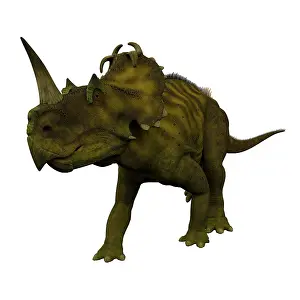 Apertus: Centrosaurus dinosaur, front view