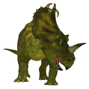 Apertus: Centrosaurus dinosaur, front view