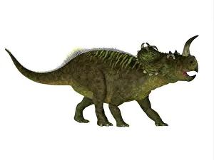 Ceratopsian: Centrosaurus dinosaur, side view on white background