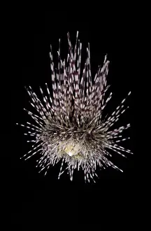 Spiky: Centrostephanus longispina, echinoid