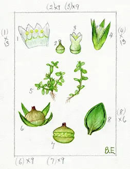 Crawley: Centunculus minimus - chaffweed