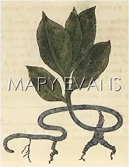 Ipecacuanha: CEPHAELIS IPECACUANHA