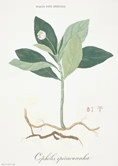 Syrup: Cephaelis ipecacuanha, ipecac