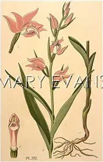 Cephalanthera: CEPHALANTHERA RUBIS