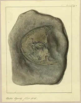 Recherches: Cephalaspis Lyelli