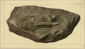 Glamis: Cephalaspis Lyelli Agassiz